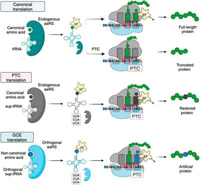 Suppressor tRNAs at the interface of genetic code expansion and medicine